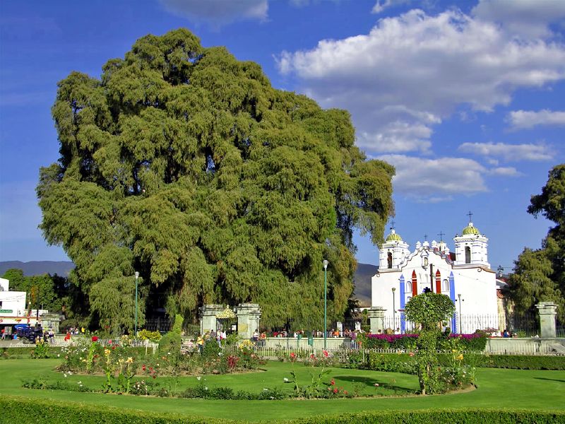 Santa María del Tule